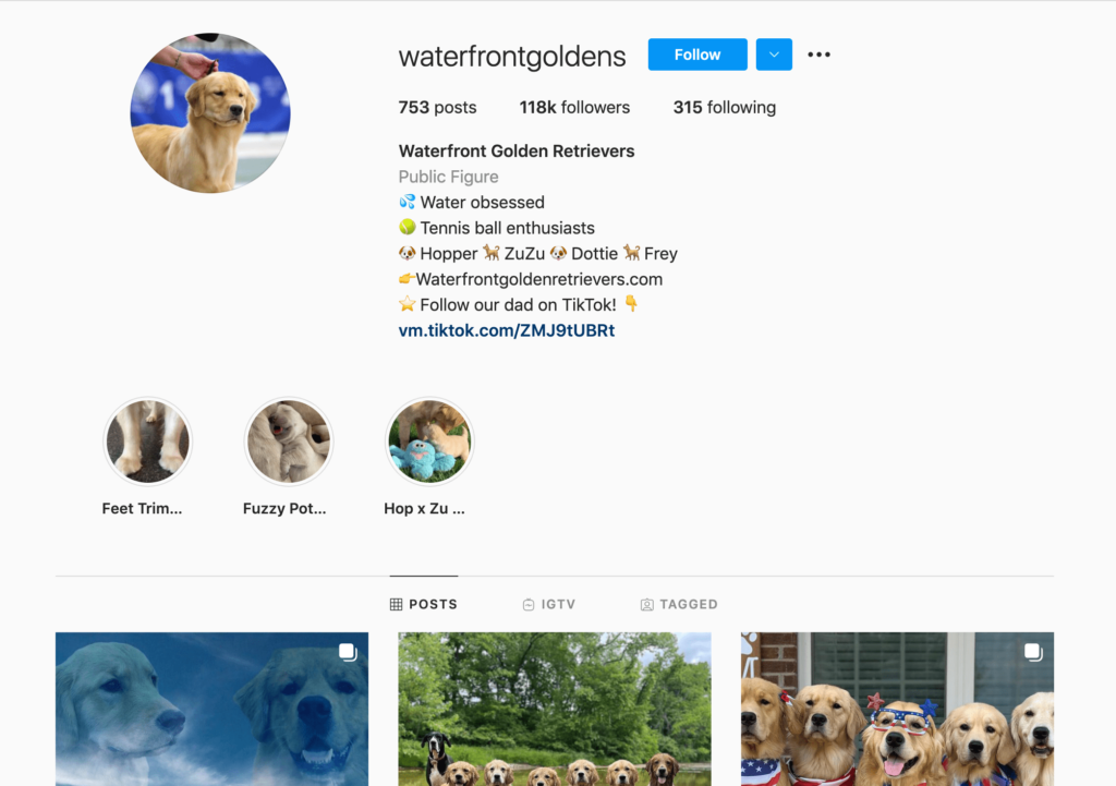 Top 6 Cutest Golden Retrievers on Instagram - AhaSave Top 6 Cutest Golden Retrievers on Instagram - AhaSave