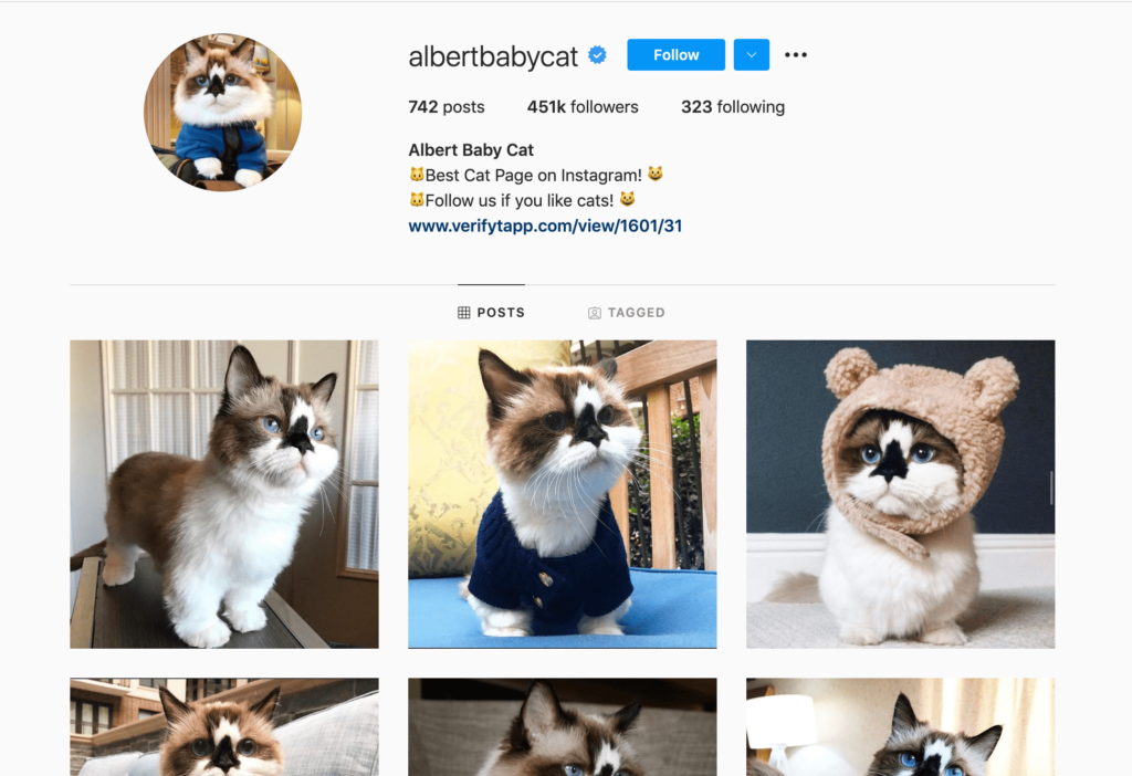 Top 10 Cutest Cat Instagram Accounts - AhaSave