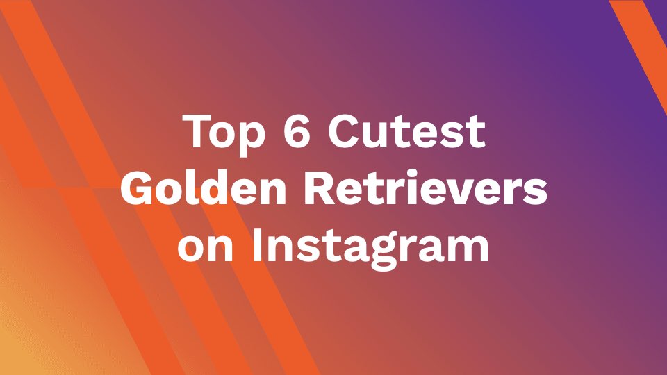 Top 6 Cutest Golden Retrievers on Instagram