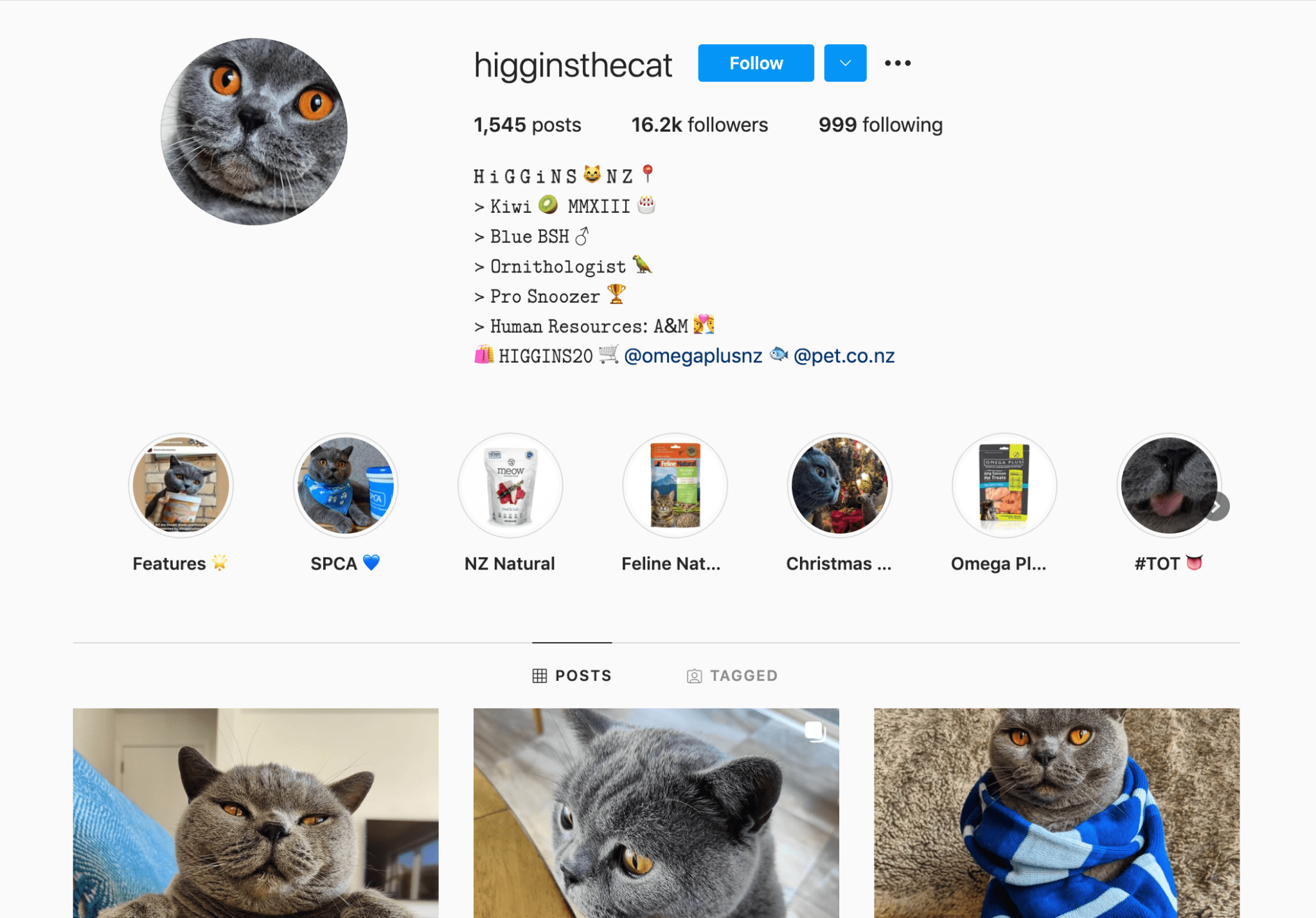 Top 10 Cutest Cat Instagram Accounts AhaSave