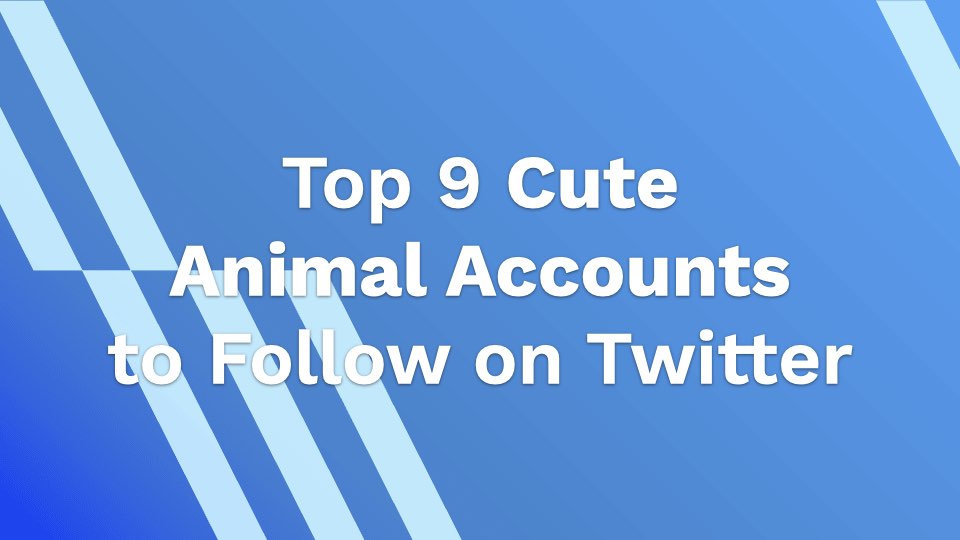 Top 9 Cute Animal Accounts to Follow on Twitter