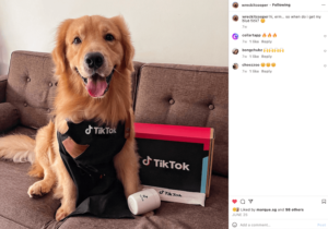 wreckitcooper tiktok cooper the goldie ahasave instagram downloader cute golden retriever