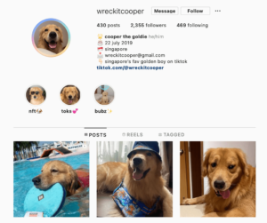 wreckitcooper tiktok cooper the goldie ahasave instagram downloader cute golden retrievers